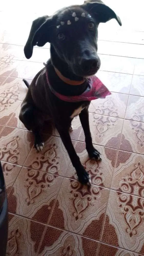 Cachorro ra a Viralata idade 7 a 11 meses nome Menina