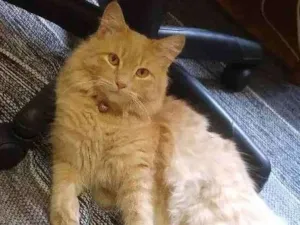 Gato raça Mistura de persa idade 1 ano nome Teddy