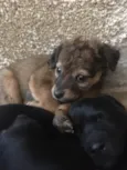 Gloria