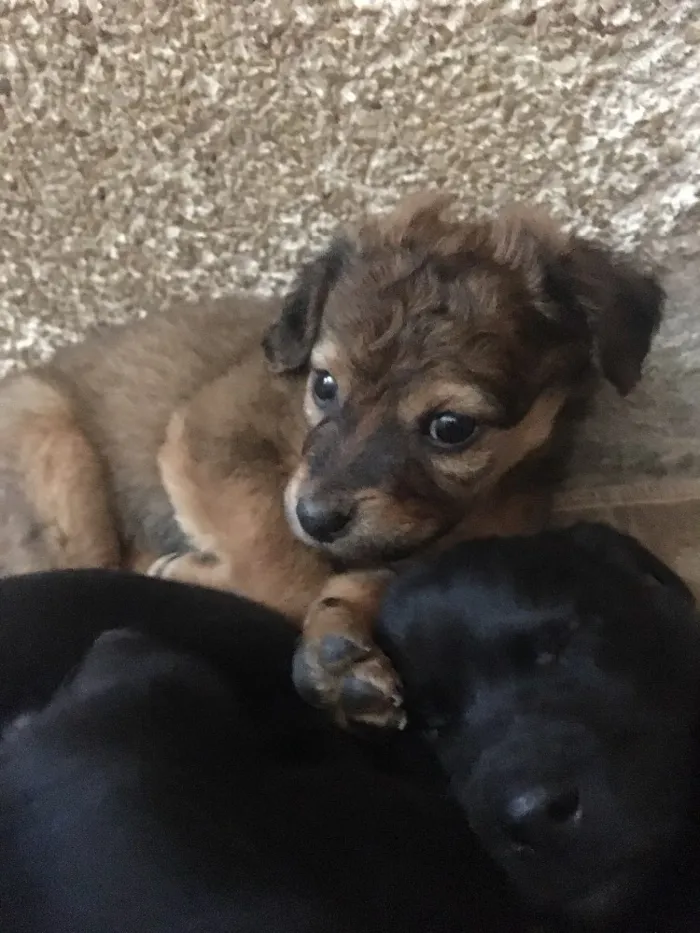 Cachorro ra a Vira-lata  idade 2 a 6 meses nome Gloria