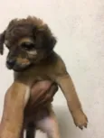 Gloria