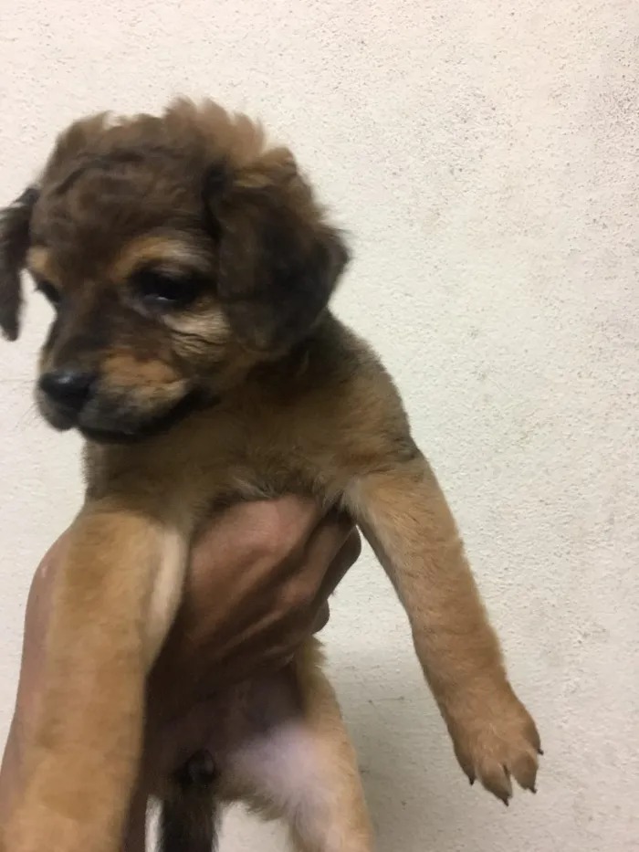 Cachorro ra a Vira-lata  idade 2 a 6 meses nome Gloria