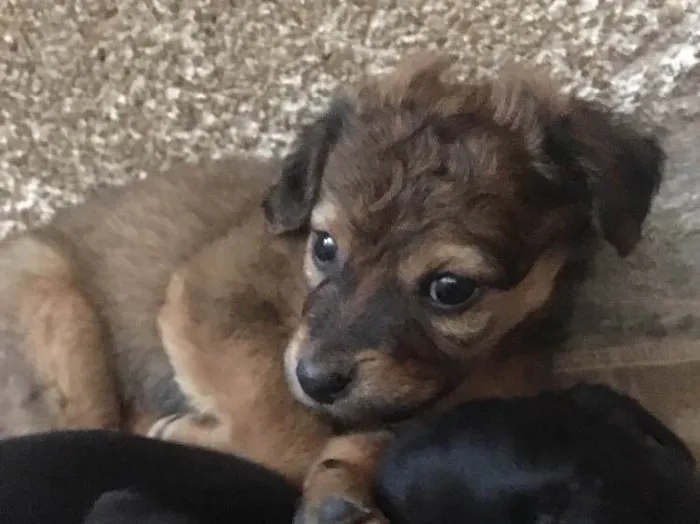 Cachorro ra a Vira-lata  idade 2 a 6 meses nome Gloria