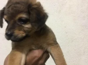 Cachorro raça Vira-lata  idade 2 a 6 meses nome Gloria