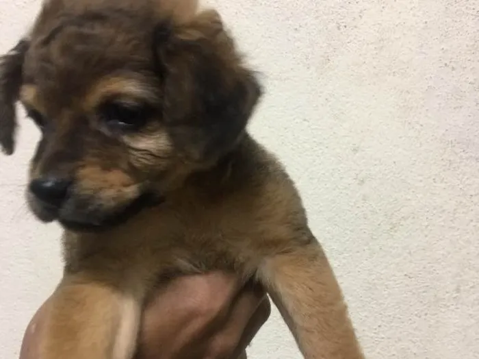 Cachorro ra a Vira-lata  idade 2 a 6 meses nome Gloria