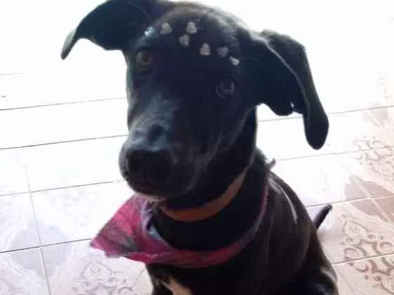 Cachorro ra a Viralata idade 7 a 11 meses nome Menina