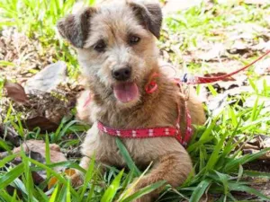 Cachorro raça SRD idade 4 anos nome Meg
