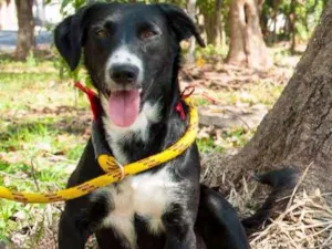 Cachorro raça SRD idade 7 a 11 meses nome Maria
