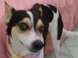 Cachorro raça vira lata idade 2 anos nome pingo