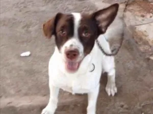 Cachorro raça Mistura de labrador  idade 1 ano nome Bethowen 