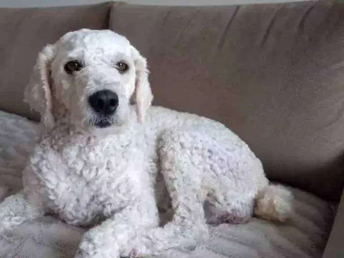 Cachorro ra a Poodle média idade 2 anos nome Jessy