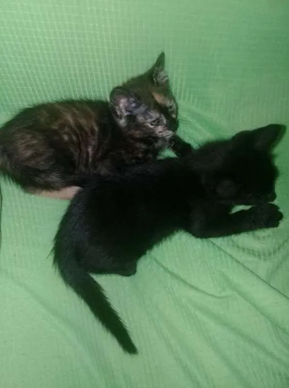 Gato ra a comum idade 2 a 6 meses nome amber,aimee e jude