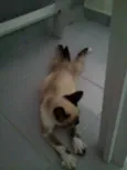 Gatica