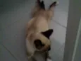 Gatica