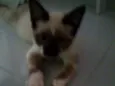 Gatica