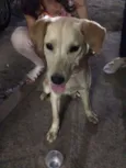 Maila