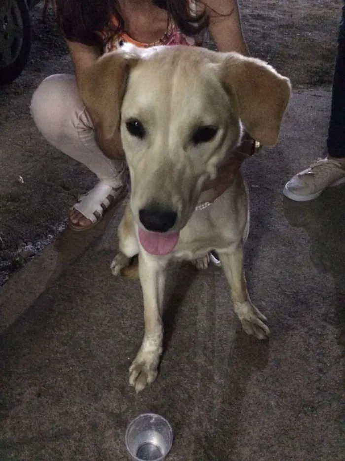 Cachorro ra a Labradora idade 7 a 11 meses nome Maila