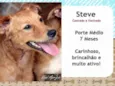 Steve