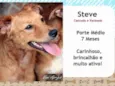 Steve