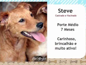 Cachorro raça SRD idade 7 a 11 meses nome Steve