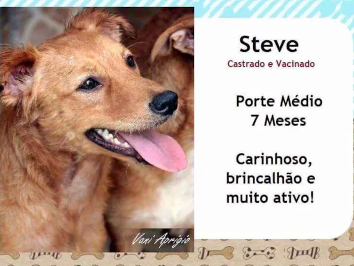 Cachorro ra a SRD idade 7 a 11 meses nome Steve