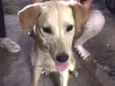 Maila