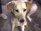 Cachorro raça Labradora idade 7 a 11 meses nome Maila