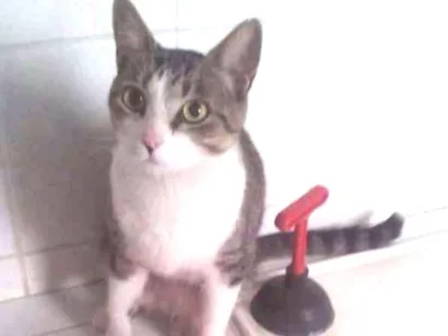 Gato raça SRD idade 5 anos nome Bebê