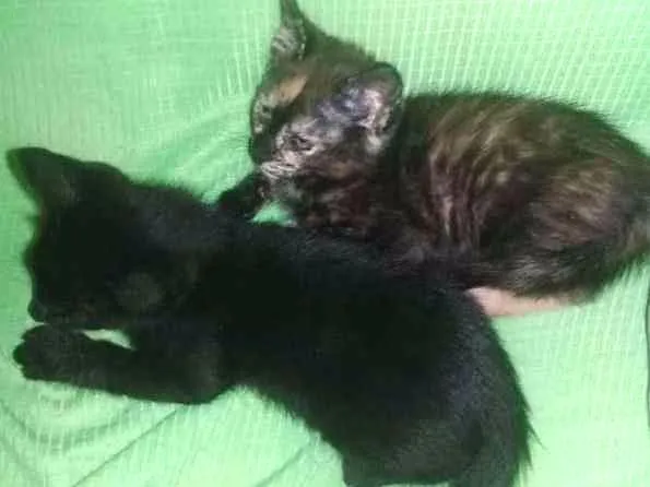 Gato ra a comum idade 2 a 6 meses nome amber,aimee e jude