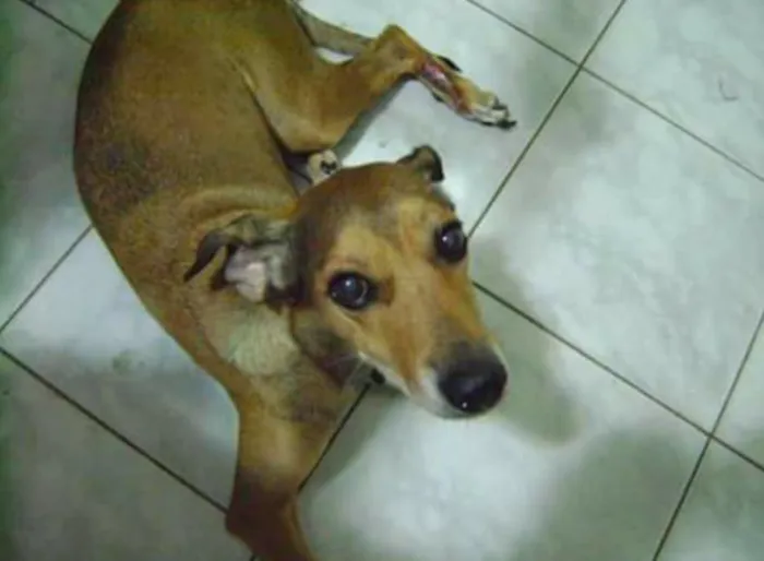 Cachorro ra a Indefinida idade 6 ou mais anos nome Latifa