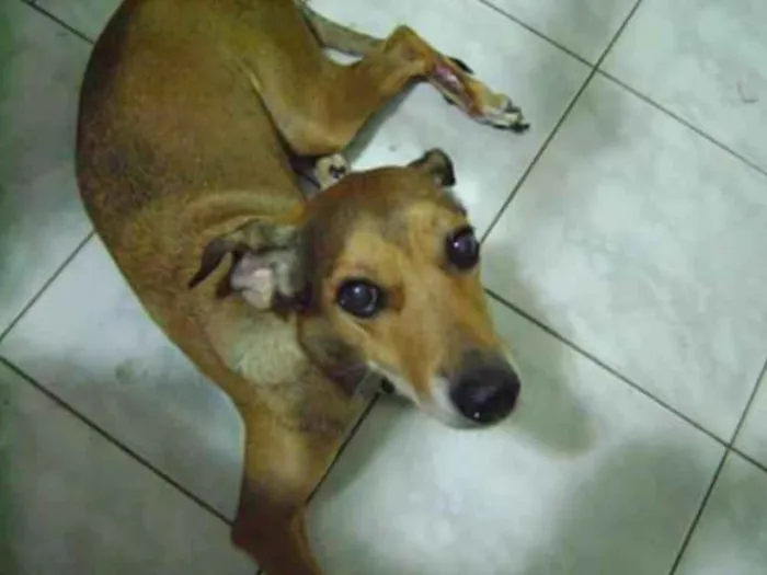 Cachorro ra a Indefinida idade 6 ou mais anos nome Latifa