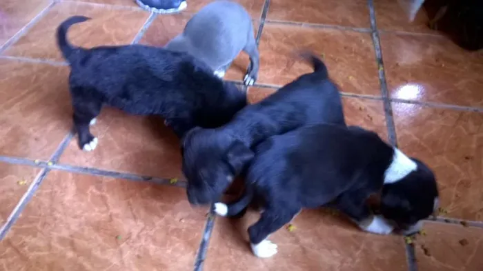 Cachorro ra a Indefinida idade 2 a 6 meses nome Mely, Tyla e Megan