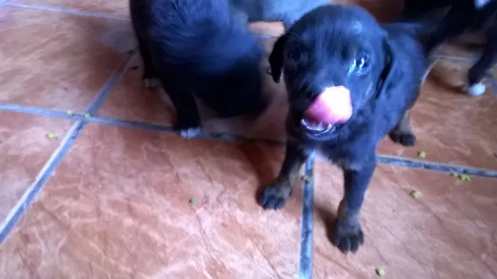 Cachorro ra a Indefinida idade 2 a 6 meses nome Mely, Tyla e Megan