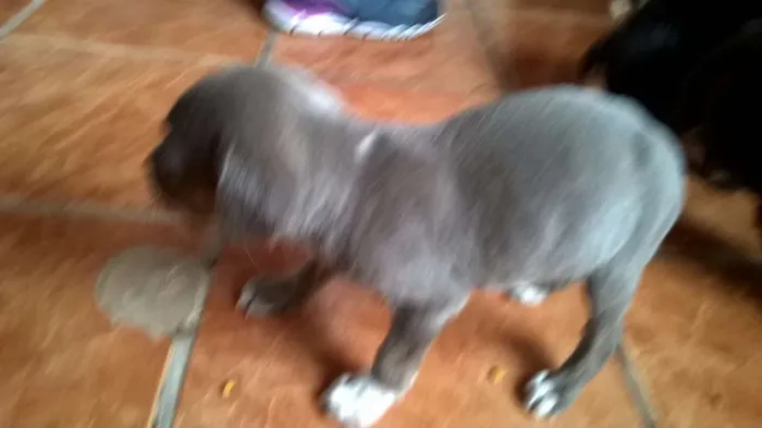 Cachorro ra a Indefinida idade 2 a 6 meses nome Mely, Tyla e Megan