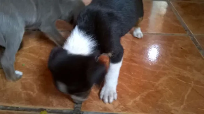 Cachorro ra a Indefinida idade 2 a 6 meses nome Mely, Tyla e Megan