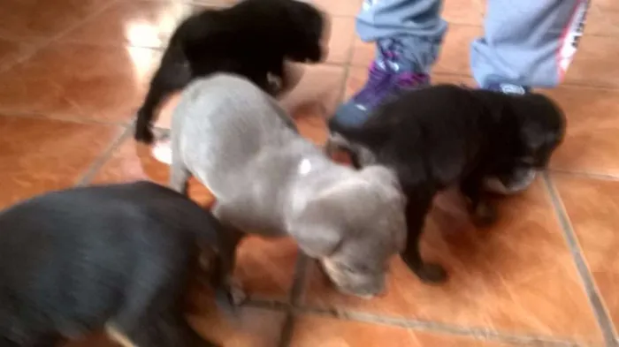 Cachorro ra a Indefinida idade 2 a 6 meses nome Mely, Tyla e Megan