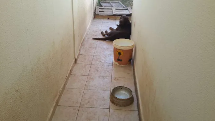 Cachorro ra a Labrador Retriever idade 2 anos nome Mithril