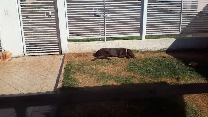 Cachorro ra a Labrador Retriever idade 2 anos nome Mithril