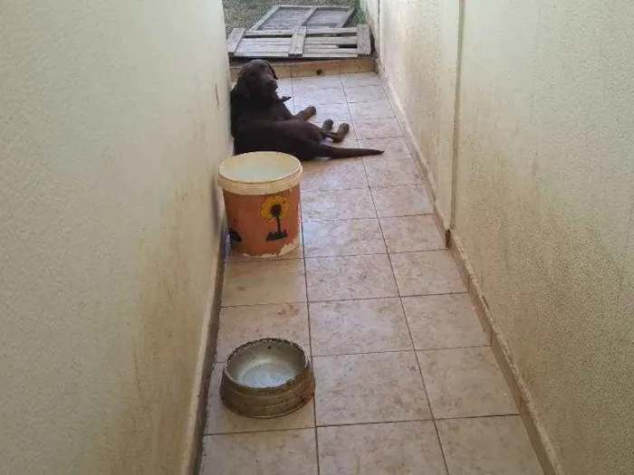 Cachorro ra a Labrador Retriever idade 2 anos nome Mithril