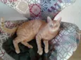 Boris
