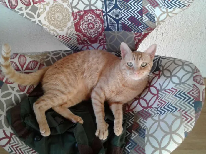 Gato ra a Vira-lata idade 3 anos nome Boris