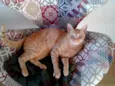 Boris