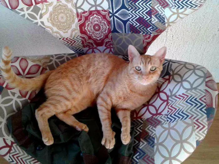 Gato ra a Vira-lata idade 3 anos nome Boris