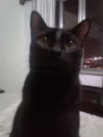 Nicolau