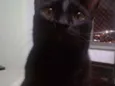 Nicolau
