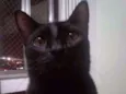 Nicolau