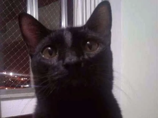 Gato ra a Vira-lata idade 1 ano nome Nicolau