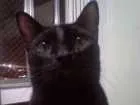 Gato raça Vira-lata idade 1 ano nome Nicolau