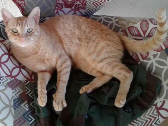Gato ra a Vira-lata idade 3 anos nome Boris
