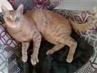 Gato raça Vira-lata idade 3 anos nome Boris